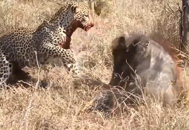 CLIP: Đang mukbang lợn bướu, con mồi bỗng vùng dậy phản đòn và pha ứng xử 'cao tay' của báo hoa mai