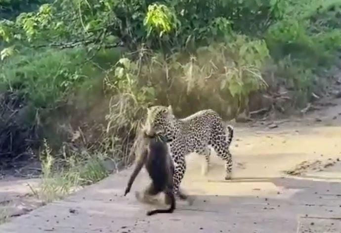 CLIP: Màn giằng co quyết liệt giữa báo đốm và khỉ đầu chó