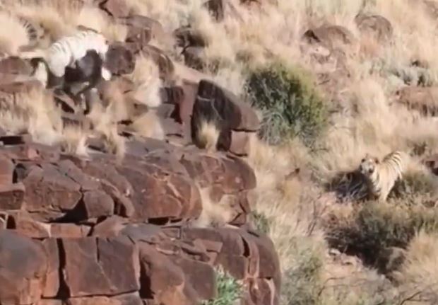 CLIP: Đụng độ khỉ đầu chó, hổ trắng bị tát không trượt phát nào