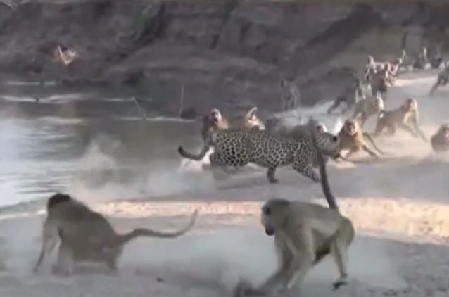 CLIP: Rơi vào vòng vây của đàn khỉ đầu chó, báo hoa mai vội vã bỏ chạy thoát thân