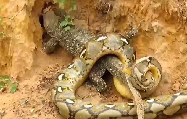 CLIP: Bị trăn siết chặt rồi chuẩn bị ăn thịt, kỳ đà bỗng thoát chết ngoạn mục nhờ 'vị cứu tinh' đặc biệt