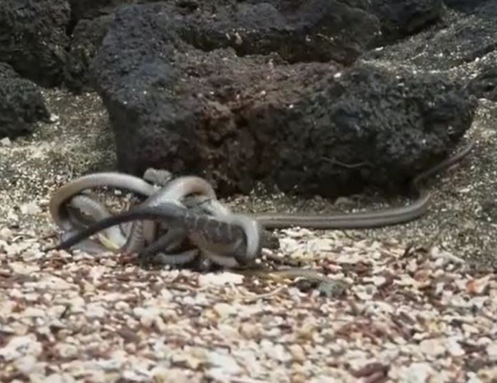 CLIP: Rơi vào vòng vây của hàng trăm con rắn, kỳ nhông vẫn thoát chết ngoạn mục