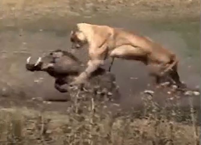 CLIP: Bị sư tử truy sát, lợn bướu có màn 'bẻ lái' cực ngầu khiến chúa tể đồng cỏ 'ôm hận'