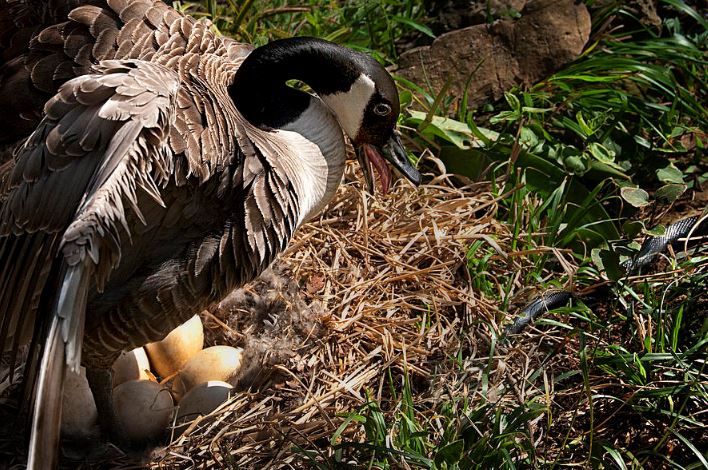 Ngỗng xứng danh 'chiến binh gia cầm', có đủ sức mạnh khiến rắn độc cũng phải sợ hãi