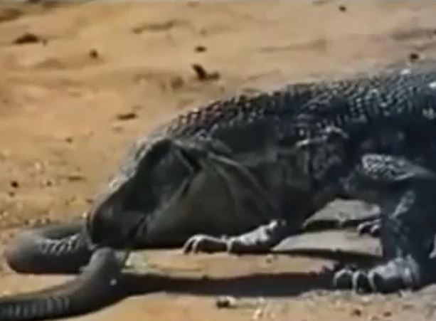 CLIP: Kỳ đà tóm gọn rắn hổ mang và ăn thịt con mồi khiến cầy Mangut sợ hãi