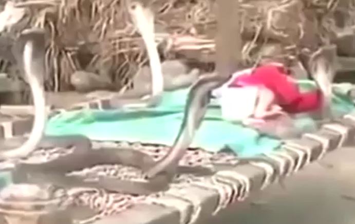 CLIP: 'Ớn lạnh' trước khoảnh khắc em bé sơ sinh thoải mái nằm chơi với 4 con rắn hổ mang 'khủng'