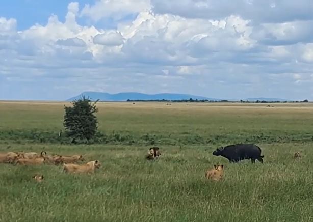 CLIP: Bị hàng chục con sư tử bao vây, trâu rừng vẫn có màn chống trả cực gắt