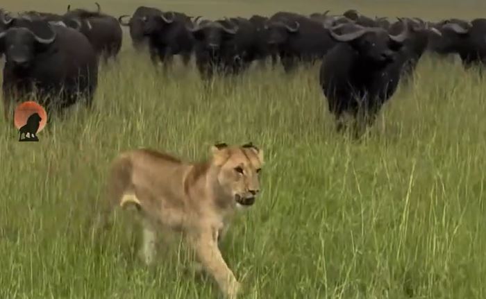 CLIP: Bị đàn trâu rừng truy sát, sư tử làm ra hành động đáng xấu hổ