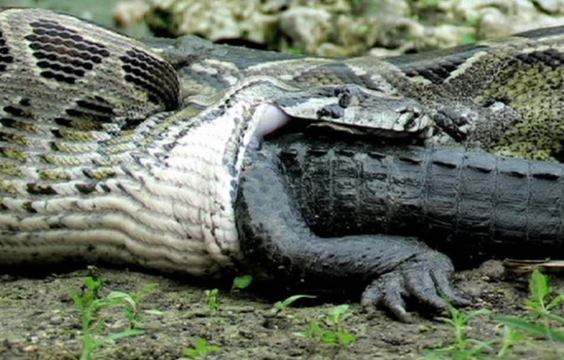 Điểm mặt 4 'quái vật' đáng sợ sống ở Amazon, ngay cả cá sấu cũng 'khiếp vía' khi chạm trán