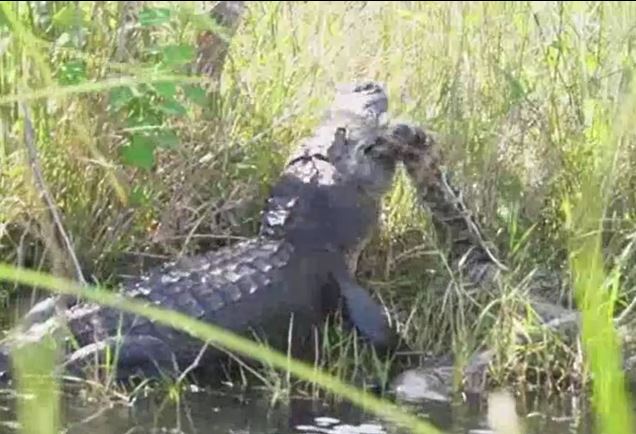 CLIP: Kinh hãi trước cảnh cá sấu khổng lồ mukbang trăn