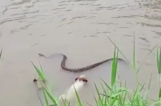 CLIP: Lao xuống nước truy sát trăn gấm, 2 con chó nhà nhận cái kết khó tin