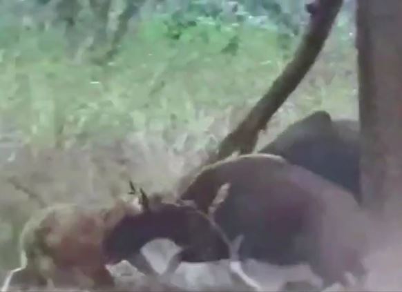 CLIP: Thấy đồng loại bị hổ tấn công, bò tót lao lại giải cứu và cái kết dở khóc dở cười