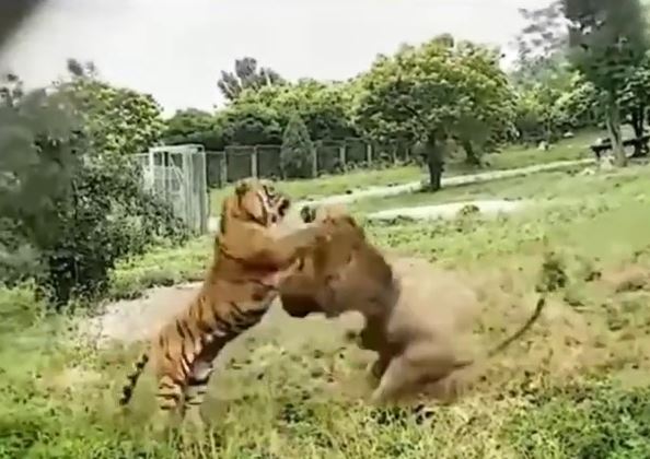 CLIP: Kinh hãi trước màn hỗn chiến của hổ với sư tử và kết quả gay cấn phía sau