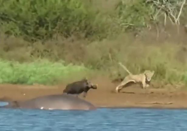CLIP: Đang tắm bùn, lợn bướu bỗng bị sư tử truy sát và cái kết khó tin