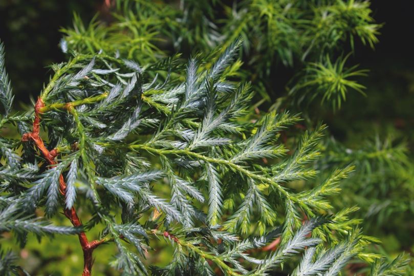 Loại gỗ cực kỳ quý hiếm chỉ có 2 quốc gia sở hữu trong đó có Việt Nam: Giá cả đắt đỏ nhưng không phải có tiền là mua được