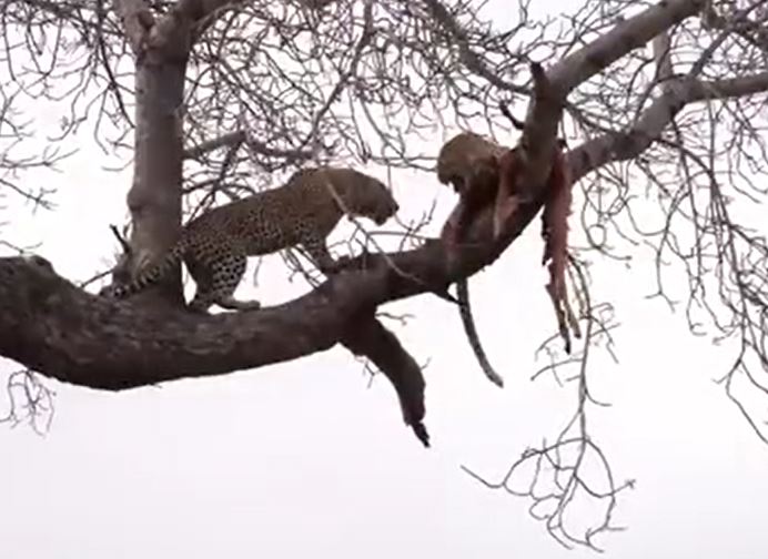 CLIP: Tranh mồi trên cây, 2 con báo hoa mai nếm ngay 'trái đắng'