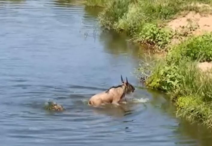 CLIP: Bị cá sấu cắn trúng chân, linh dương đầu bò có cái kết khó tin