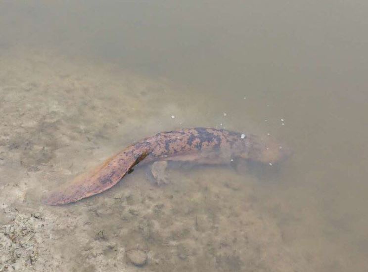 Thường xuyên nghe thấy tiếng trẻ con khóc ban đêm, cặp vợ chồng trẻ sau đó phát hiện ra 'bí mật động trời'