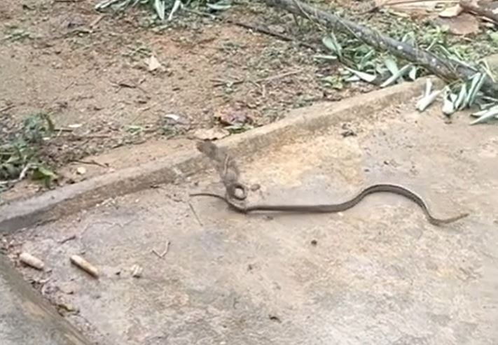 CLIP: Đối đầu với chuột, rắn sọc dưa từ kẻ săn mồi biến thành con mồi