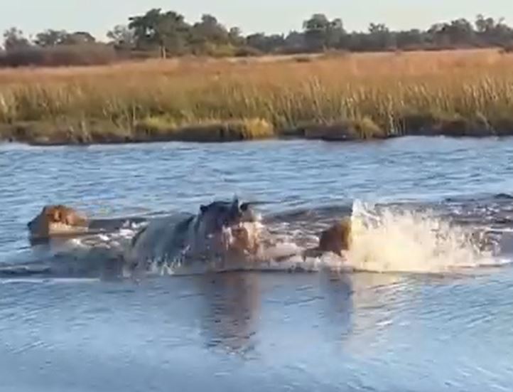 CLIP: Đang bơi qua sông, 3 con sư tử bị hà mã điên cuồng truy sát và cái kết