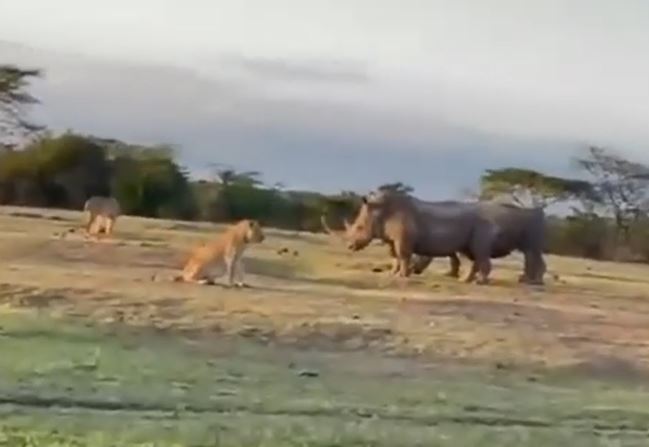 CLIP: Đi săn tê giác, đàn sư tử nhận cái kết bẽ mặt
