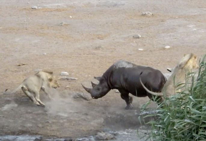 Có thể săn trâu rừng, tại sao sư tử lại e dè khi đối đầu với tê giác