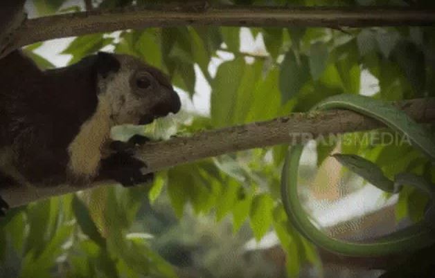 CLIP: Màn tử chiến bất phân thắng bại của rắn lục và sóc