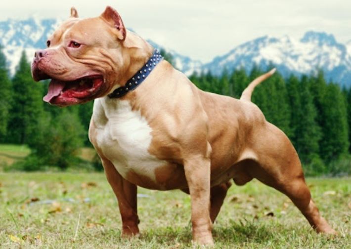 Tìm hiểu nguồn gốc 'rợn người' về giống chó Pitbull, hàm răng của nó khỏe cỡ nào mà dễ dàng cắn chết người?