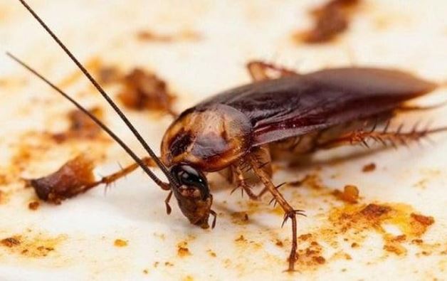 Mẹo đuổi gián ra khỏi nhà với những nguyên liệu dễ kiếm, vừa hiệu quả lại cực kỳ an toàn