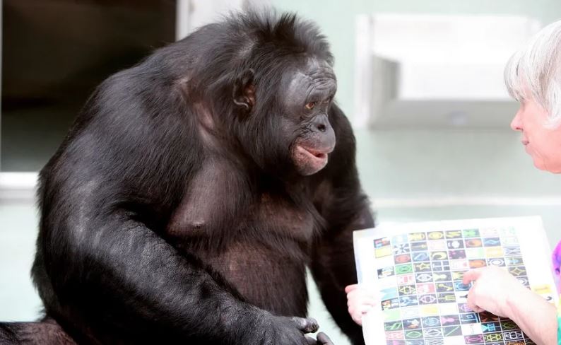 Động vật có thể hiểu ngôn ngữ của con người hay không?