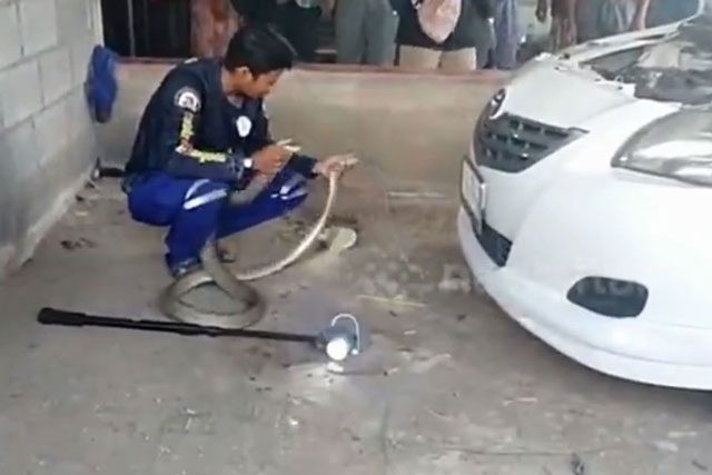 CLIP: Hoảng sợ khi phát hiện rắn hổ mang chúa 'khủng' trong máy ô tô