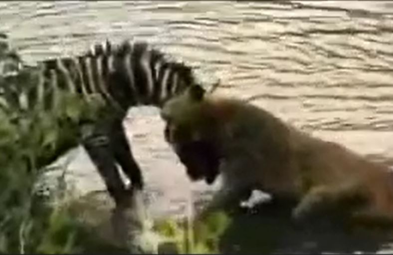 CLIP: Bị sư tử ngoạm trúng cổ, ngựa vằn vẫn dìm kẻ đi săn thừa sống thiếu chết rồi chạy thoát thân