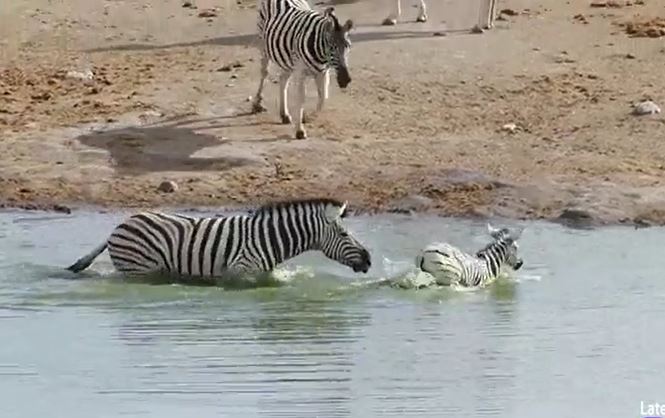 CLIP: Ngựa vằn mẹ trơ mắt nhìn con đực dìm, cắn con non nhưng cái kết mới gây chú ý