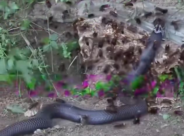 CLIP: Trườn vào tổ ong bắp cày, rắn hổ mang chúa bị 'xẻ thịt' ngay lập tức