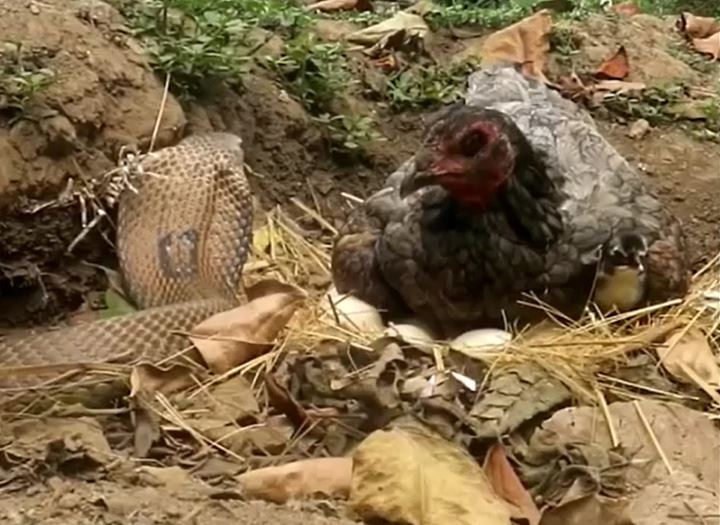 CLIP: Ủ mưu giết gà mẹ để đoạt trứng, rắn hổ mang nhận cái kết 'muối mặt'