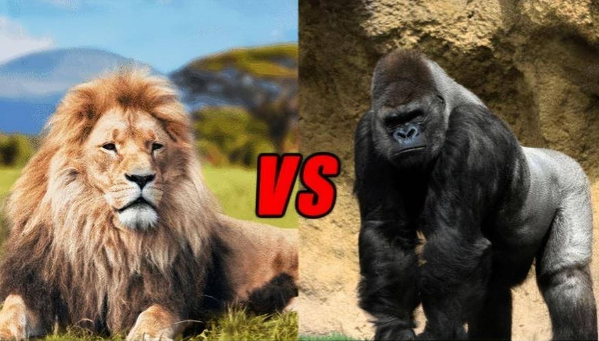 Là loài săn mồi hàng đầu trên thảo nguyên châu Phi nhưng tại sao sư tử lại hiếm khi ăn thịt khỉ đột?