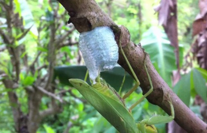 Loài côn trùng với phần tổ "quý như vàng", có mặt khắp nơi ở Việt Nam