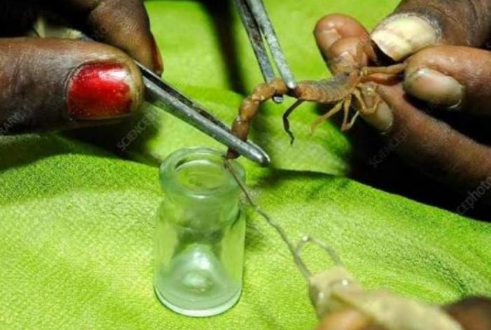 Khám phá nọc độc của loài động vật bé xíu, có thể gây chết người nhưng có giá đắt gấp nhiều lần vàng