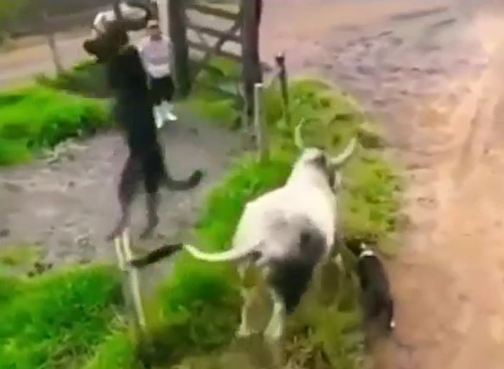 CLIP: Tấn công bò nhà, chó Putbull con bị đá văng, con bị húc bay lên không trung