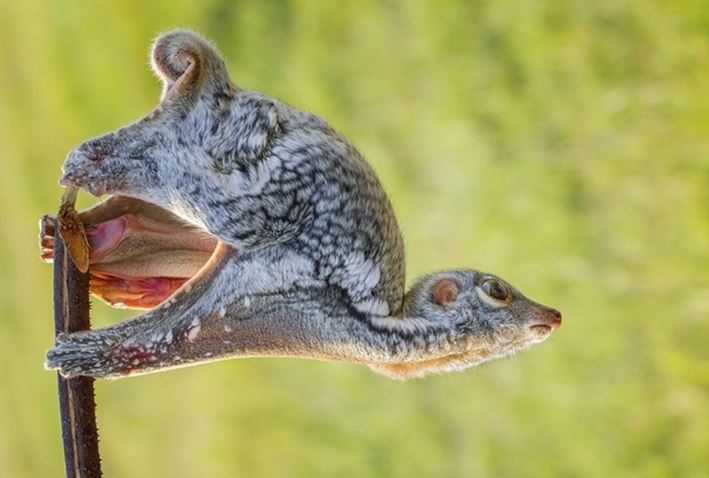 Loài vật quý hiếm chỉ có ở Việt Nam và 6 quốc gia khác: Nuôi con trong túi, bay xa tới khoảng cách 70m