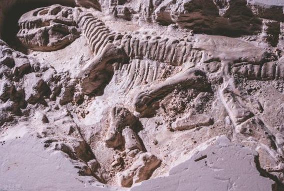 Hành trình phát hiện khủng long, từ những hóa thạch đầu tiên tới khoa học cổ sinh vật bí ẩn