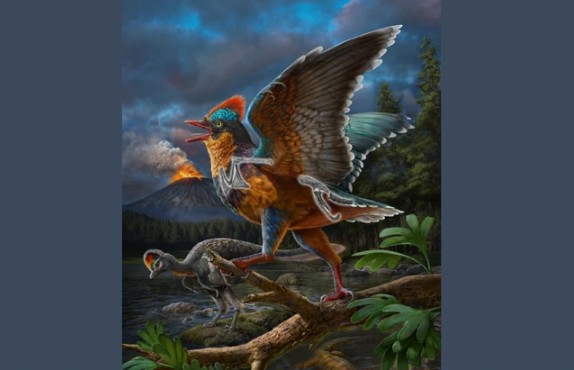 Quái điểu Phúc Kiến: Mảnh ghép quan trọng trong hành trình tiến hóa của loài chim