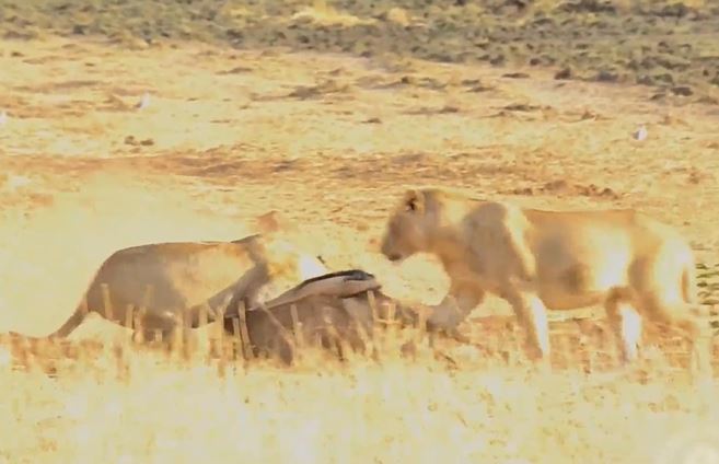 CLIP: Lởn vởn trước mặt sư tử, linh dương đầu bò bị chúa tể đồng cỏ 'xẻ thịt'