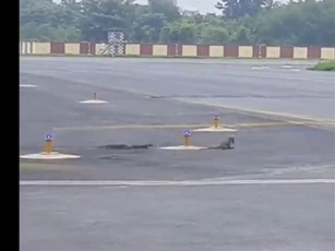 CLIP: Cuộc chạm trán nghẹt thở giữa cầy mangut và rắn hổ mang ngay tại sân bay Ấn Độ