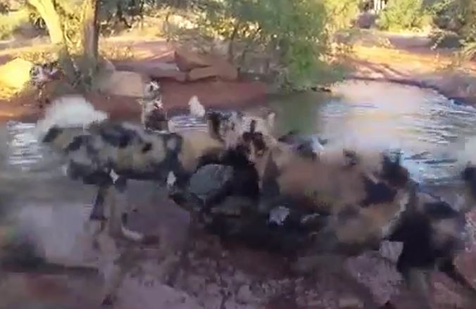CLIP: Đang tắm bùn, lợn lòi bị bầy chó hoang châu Phi tấn công và cái kết