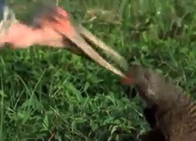 CLIP: Cầy Mangut quyết chiến với cò Marabou để bảo vệ con và cái kết 'muối mắt' cho kẻ đi săn