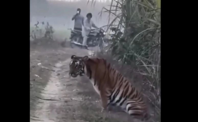 CLIP: Thót tim trước khoảnh khắc người dân thản nhiên ghi hình hổ dữ bên ruộng mía