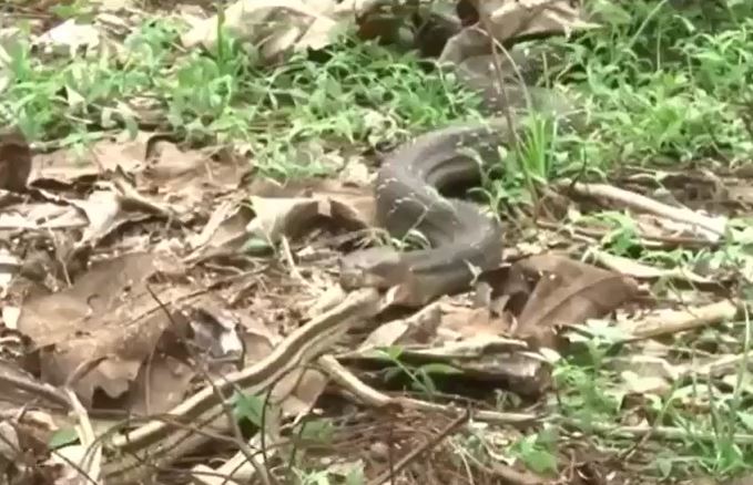 CLIP: Đụng độ rắn hổ mang chúa 'khủng', rắn sọc dưa trở thành miếng mồi ngon cho loài rắn độc