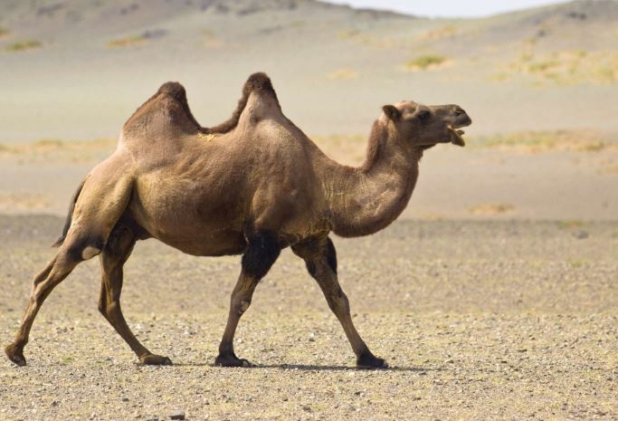Bí ẩn lạc đà: Loài vật có thể sống sót một tháng mà không cần ăn uống