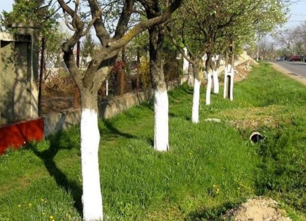 Lý do thực sự đằng sau việc sơn trắng thân cây